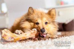狗狗为什么最爱吃骨头？