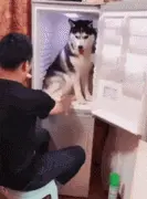 哈士奇犯错，主人居然把它放冰箱里教育，笑疯了！