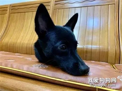 沙发出现一颗狗头，把网友都吓坏了，结果听完主人解释后，笑喷了！