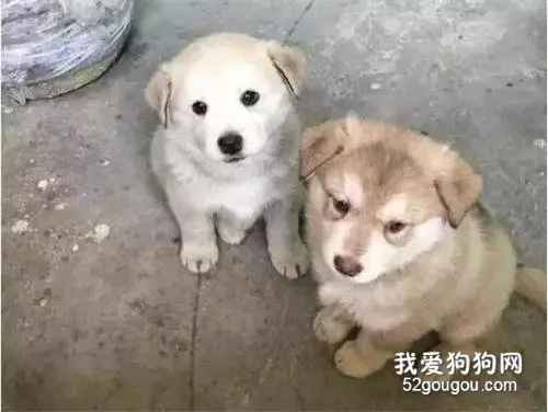 二哈被田园犬搞大了肚子，生出来的宝宝竟然....