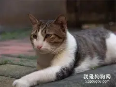 猫咪长跳蚤怎么办？三步骤让你彻底除蚤