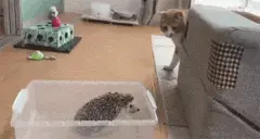 主人新养了只刺猬，猫看着很不爽，冲过去打了两下，立马怂了！