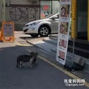 网友在街边拍到，两只猫在看店家招牌上的猪肉图，这一幕好好笑！