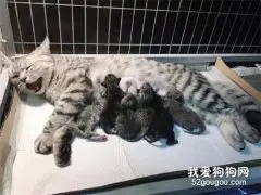 猫妈妈生了窝小猫，猫爸爸好奇就在门缝边偷偷看着，笑屎了！
