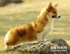 狗狗尿失禁是什么原因？
