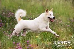 卡南犬感冒的原因与治疗