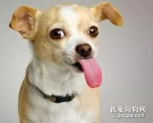 狗狗呕吐频繁的原因与解决办法