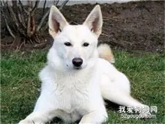 卡南犬发烧的症状和处理办法