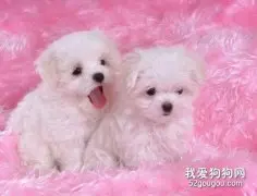 如何挑选比熊幼犬？