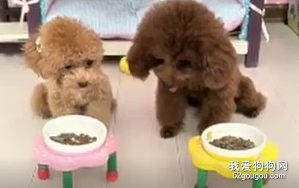 泰迪：麻麻说要数到三才能吃饭，可是麻麻不识数，急死了！