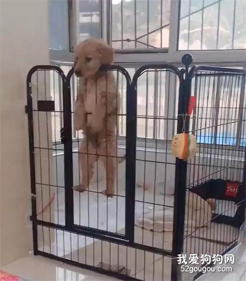 看到小金毛“悬笼自尽”，铲屎官差点被吓疯，可