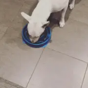 给狗子弄了一个慢食盆，它选择这样吃...好霸气！