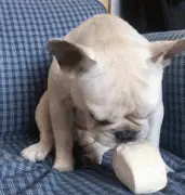 狗子吃东西东张西望，突然看见了不该看见的一幕...心碎了