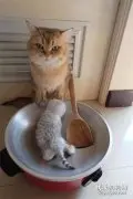 主人在大猫面前放了个锅和铲子，还把它的崽放了上去，笑屎了！