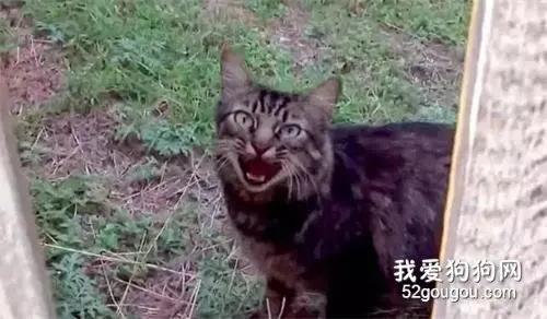 猫咪不幸走丢，一年后却奇迹般找了回家