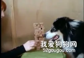 边牧到底有多聪明？玩游戏还以为时间静止了！
