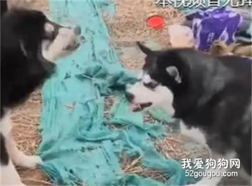 君子动口不动手，傻哈你动爪爪是几个意思？？？