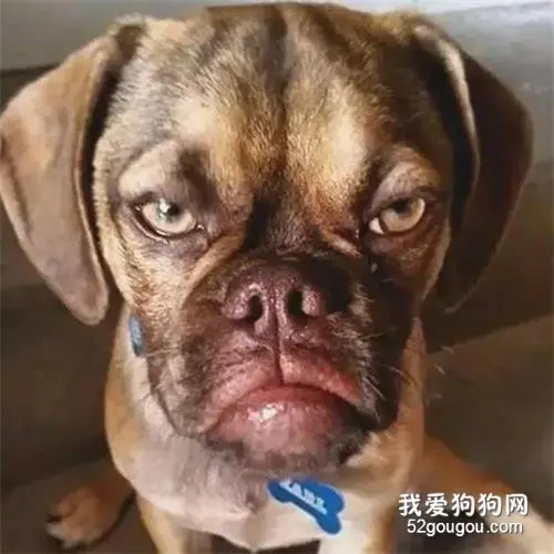 混血狗狗萌翻哒！你猜我哪混哪的？
