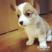 小狗咳嗽有痰是怎么回事 ？