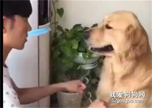 主人跟金毛玩猜狗粮游戏，最后...金毛那表情笑疯了！
