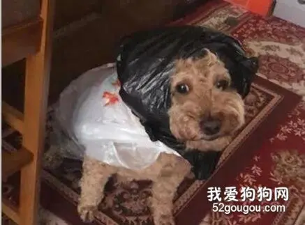 姥姥怕狗狗出门淋到雨，于是想了这个办法，狗狗差点没认出自己！