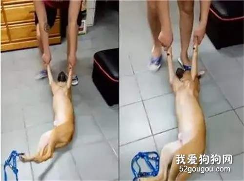 狗子一听到这词，就跟会要了它命似的！