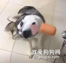怎么从吃东西上分辨出哈士奇和二哈？