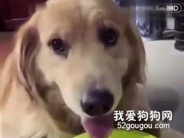 正在吃零食的金毛被主人制止，这小脸给委屈的....