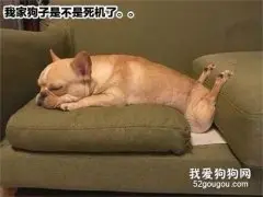 宠物坐姿大赛，仔细一看笑岔气了