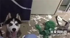 高价买回二哈，结果它爱上了粪坑...主人崩溃