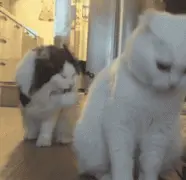 两只猫都在舔爪子，听到主人说吃饭了，这表情...