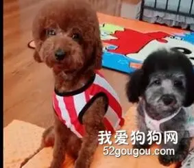 泰迪妞妞太懂事了，把自己的肉干给主人吃，自己吃起了馒头