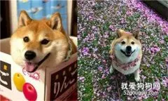 狗狗因怕“晒黑”，所以坚决拒绝出门！