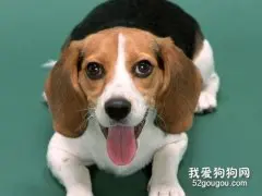 比格犬的性格特点有哪些？