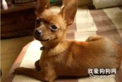 小鹿犬性格 饲养小鹿犬的注意事项