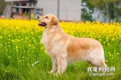 金毛犬的性格特点有哪些?