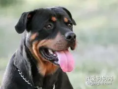 罗威纳犬有什么性格特点