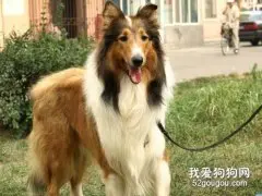 苏格兰牧羊犬性格好不好？