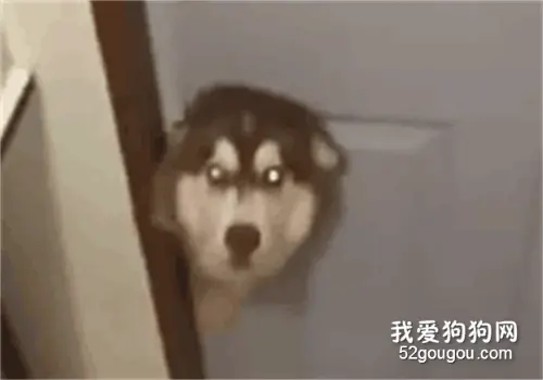 网友回家，发现二哈在门口迎接，可他却高兴不起来....