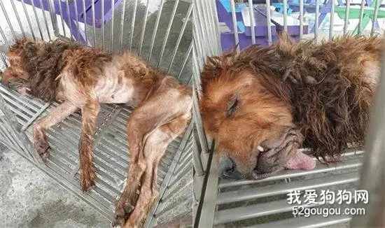 獒犬瘦成纸片，利用完就被当垃圾丢弃...救援人士：请你不要当凶手！