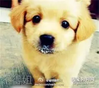 金毛扁桃体发炎的症状与治疗