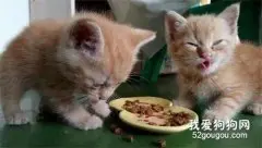 网友贪便宜给猫换了劣质猫粮，猫咪吃了之后这表情也是绝了....