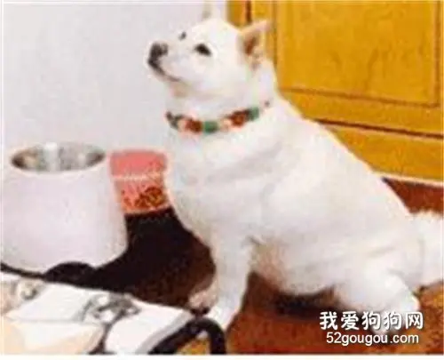 主人忘记给白柴喂狗粮，没想到回家后，它含着泪水望着天花板，超委屈！
