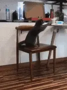 这猫想学人类一样用双手端起杯子喝水，还真差一点就成功了！