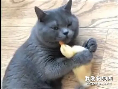 万万没想到，原来猫咪的真爱是小黄鸭！