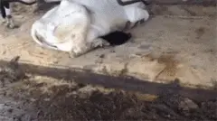 网友见奶牛肚子底下有一团黑黑的东西，走近一看...