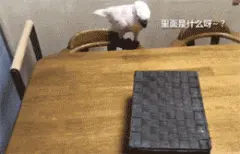 网友领养了一只猫，领回家第一次和鹦鹉见面，结果...