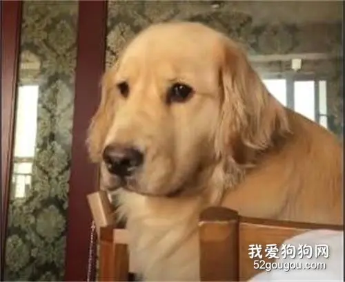 狗子这么善解人意的小可爱，居然也会生气？