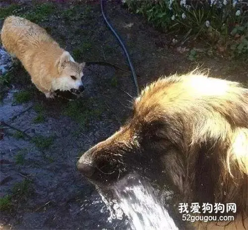 柯基喝水突然被大嘴汪截流，狗子的表情...太狠了