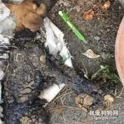 心疼！狗狗被沥青死死黏住，好心人徒手“抠”救